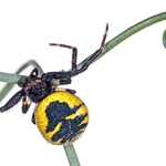 Crab spider (Synaema globosum)