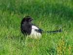 Magpie
