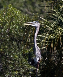 Great Blue Heron _0082