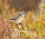 Stonechat (f) - Saxicola rubicola