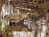 Bittern