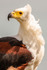 African fish eagle Haliaeetus vocifer-067