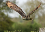 Eagle Owl