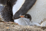Gentoo Penguin chick by parent's wing, Sea Lion Island, Falklands