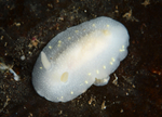 Cadlina laevis