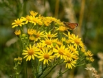 Small Skipper