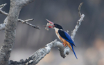Black-capped Kingfisher