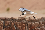Andean Gull portfolio