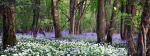Bluebells and garlic, Somerset _ 0124