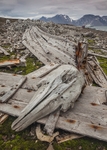 Beluga whale graveyard