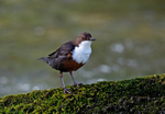 Dipper - Cinclus cincl...