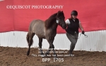 BPP_1705