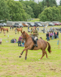 Dunblane show-652