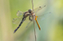 Common Clubtail