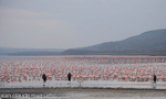 Lake nakuru national park ( Kenya 2009) portfolio