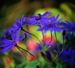 Senetti