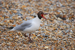 Black-headed Gull