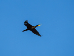 Cormorant