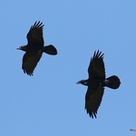 Common Raven (Corvus corax)