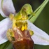 Ophrys apifera (Bee Orchid) var bicolor