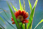 Flowers Set 08 - 06