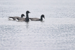 Three Brent Geese, Wych Channel, Poole Harbour, Dorset