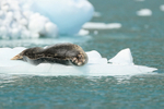 Common Seal outstretched on ice floe, Surprise Glacier, Alaska