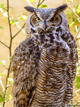 Great horned owl Bubo virginianus-403