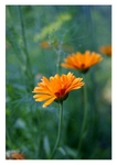 Anethum graveolens 3