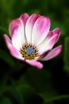 African Daisy - 3140_00001