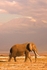 _M7B0107 Amboseli