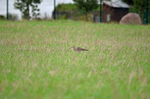 Curlew