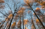 Speller Coppice 1