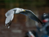 California Gull (adult) in flight, Telegraph Cove, Vancouver Island