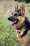 Tess
