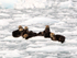 Sea Otters resting on an ice floe, Prince William Sound, Alaska