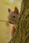 Red Squirrel - Sciurus vulgaris RPNP0678
