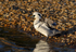 Smew