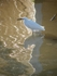 egret