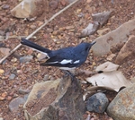 Magpie Robin