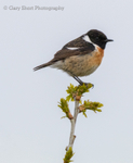 Stonechat, Ynys-hir_GS575
