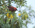 Apapane (adult), Mauna Kea, Hawaii