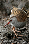 Water Rail 030216 1a