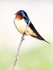 Bird at Kensington Metropark