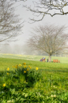 z3389 Spring Mist at Big Mead, Shanklin