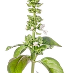 Basil (Ocimum basilicum)