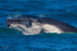 0Humpback Calf head-lunge 7. A3A9452