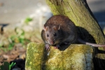 Brown Rat