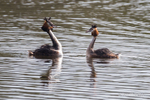 Great Crested Grebe Courtship