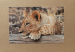 019 Lion Cub Relaxing